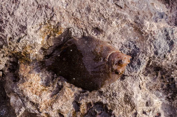 Ganzer Einziger Frischer Seezungenfisch Der Nähe Des Ozeans — Stockfoto