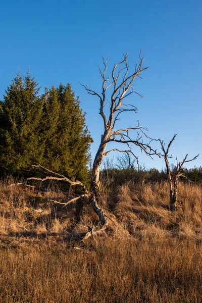 Plano Vertical Árboles Secos Campo Bajo Cielo Azul Brillante — Foto de Stock