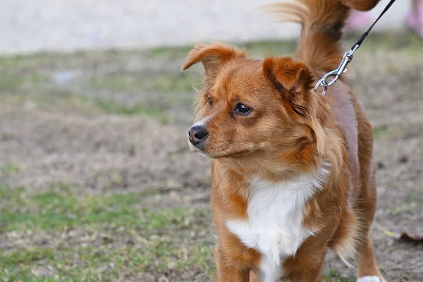 Ritratto Ravvicinato Bellissimo Terrier Australiano Con Colletto — Foto Stock