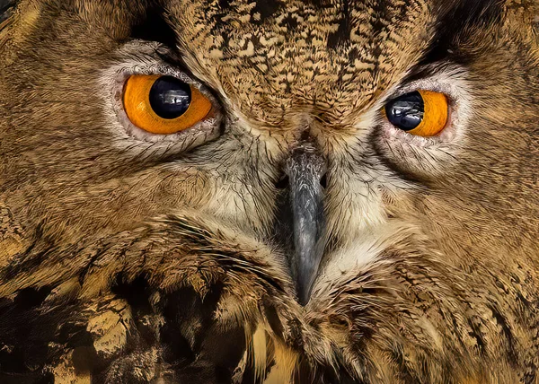 Full Frame Shot Eurasian Eagle Owl — Stock Photo, Image