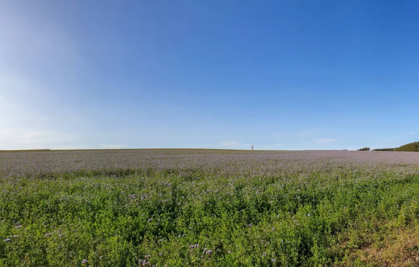 在阳光灿烂的蓝天下 野花盛开的田野美丽的景色 — 图库照片