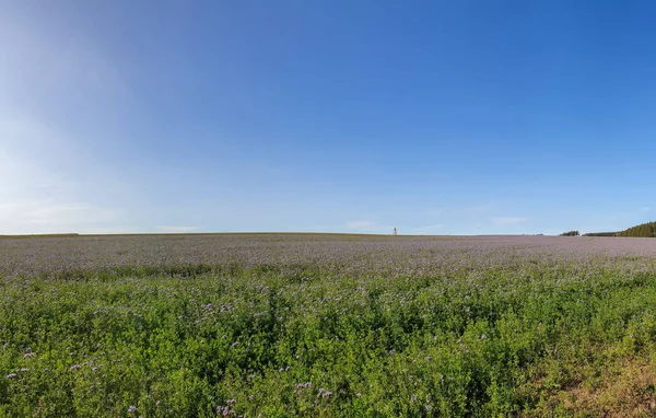 Krásný Výhled Pole Divokými Květy Pod Slunnou Modrou Oblohou — Stock fotografie