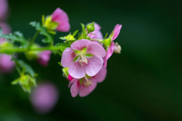 Крупный План Африканской Малины Anisodontea Capensis Цветы Саду — стоковое фото