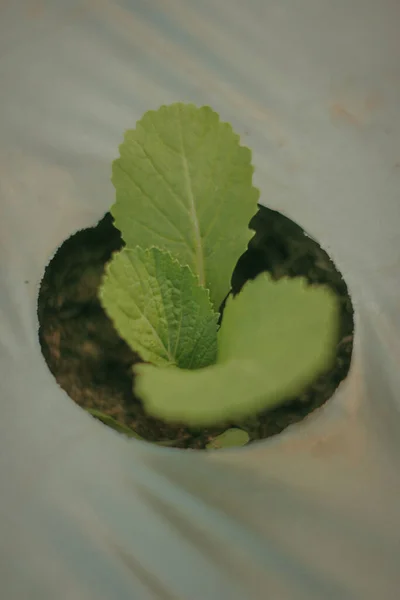成長している緑の植物のクローズアップショット — ストック写真