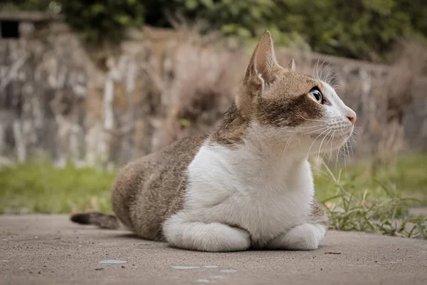 Close Gato Bonito Deitado Chão Kalagarh Índia — Fotografia de Stock