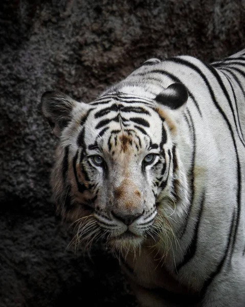 Enfoque Selectivo Tigre Blanco Bengala — Foto de Stock