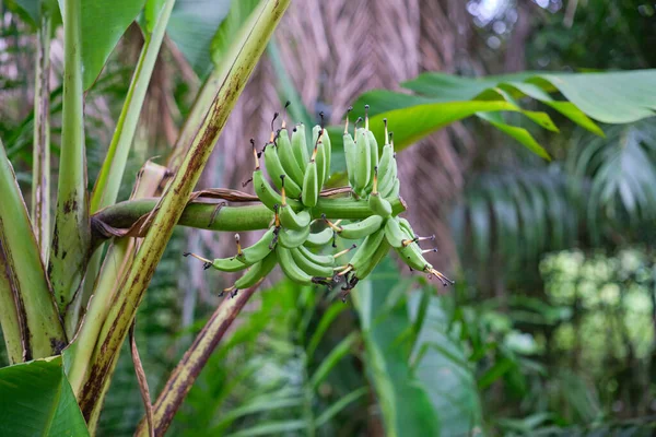 Селективный Фокус Зеленых Сырых Бананов — стоковое фото