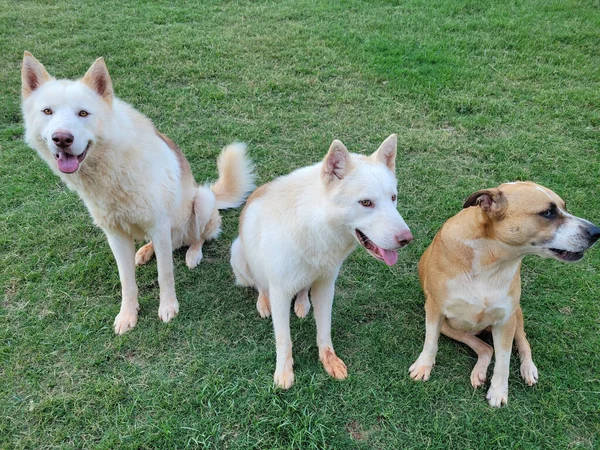 Tiro Close Três Cães Bonitos Sentados Grama — Fotografia de Stock
