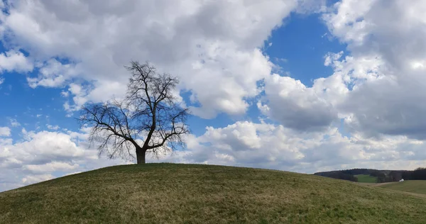 Panoramatický Výhled Krásný Les Slunečného Dne — Stock fotografie