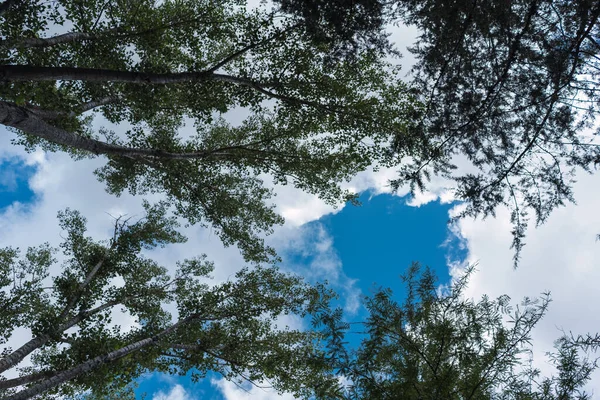 Ένα Χαμηλό Πλάνο Από Ψηλά Πράσινα Δέντρα Ένα Συννεφιασμένο Γαλάζιο — Φωτογραφία Αρχείου