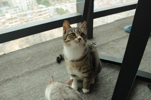 Eine Selektion Einer Niedlichen Katze Auf Einem Balkon — Stockfoto