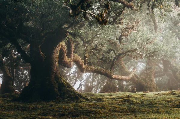 森の中の木々の美しい景色 — ストック写真