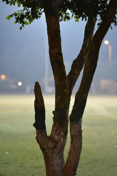 Gros Plan Vertical Bel Arbre Dans Parc — Photo