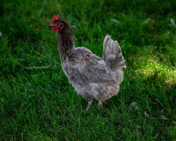 Penutup Dari Ayam Berdiri Atas Rumput Sebuah Peternakan — Stok Foto