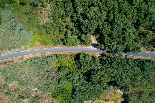 Drone Vue Aérienne Une Route Travers Les Chênes Verts — Photo