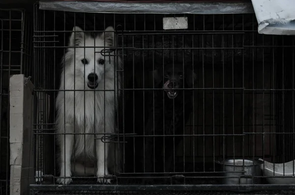 Lindo Spitz Japonés Con Perro Negro Mirando Cámara Detrás Una — Foto de Stock