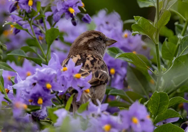 一只家养麻雀藏匿在紫罗兰花后面的宏观照片 — 图库照片