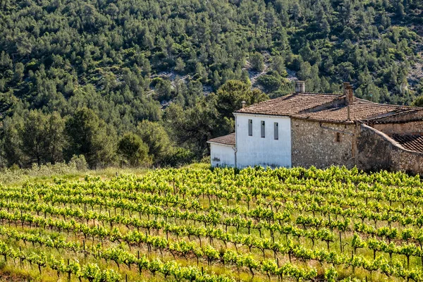 Katalonya Penedes Güzel Bir Şarap Bölgesi Manzarası — Stok fotoğraf