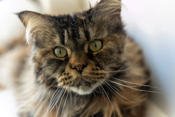 Zbliżenie Ujęcie Twarzy Ślicznego Kociaka Maine Cat Siedzi Patrzy Kamery — Zdjęcie stockowe