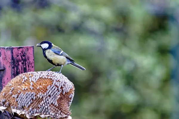 Closeup Shot Great Tit Blurry Background — Zdjęcie stockowe