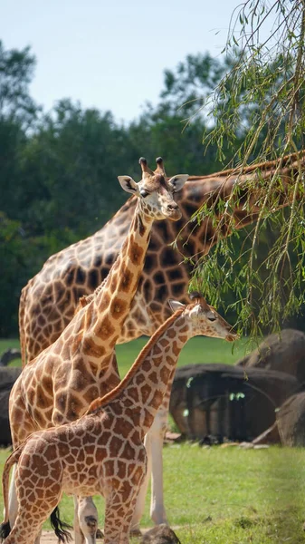 Colpo Verticale Una Simpatica Famiglia Giraffe Nel Parco — Foto Stock