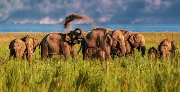 黄金の夕日の緑の草の中を歩くインドの象の群れの美しいショット — ストック写真