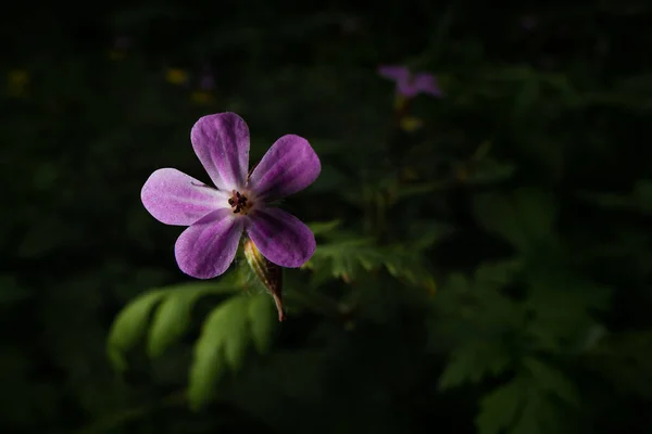 Żywe Purpurowe Geranium Ogrodzie — Zdjęcie stockowe