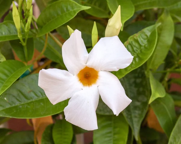 Zbliżenie Ujęcia Mandevilla Wspaniały Kwiat Zielonymi Liśćmi Ogrodzie — Zdjęcie stockowe