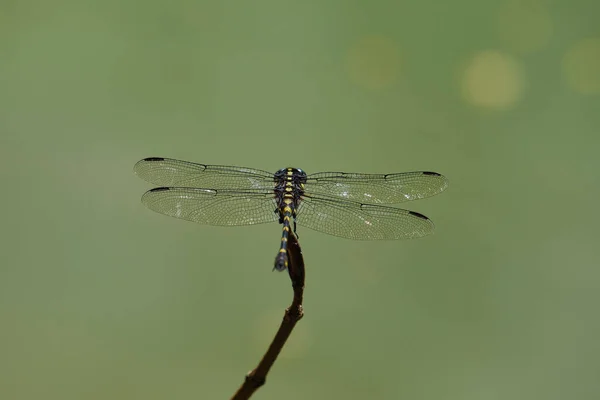 Macro Shot Dragonfly Sitting Branch Blurry Background — Stock Photo, Image