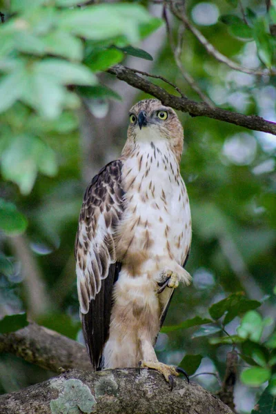 Pionowe Ujęcie Booted Eagle Uchwycone Kamery Parku Narodowym Udawalawe Sri — Zdjęcie stockowe