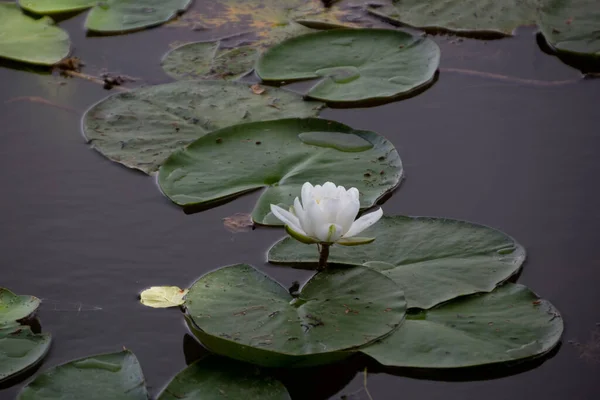 Gros Plan Nénuphar Blanc Dans Eau — Photo