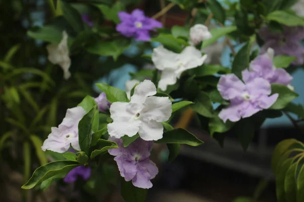 Vackra Vita Och Lila Brunfelsia Latifolia Blommor Med Gröna Blad — Stockfoto