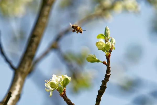 Närbild Ett Honungsbi Som Flyger Nära Blomman — Stockfoto