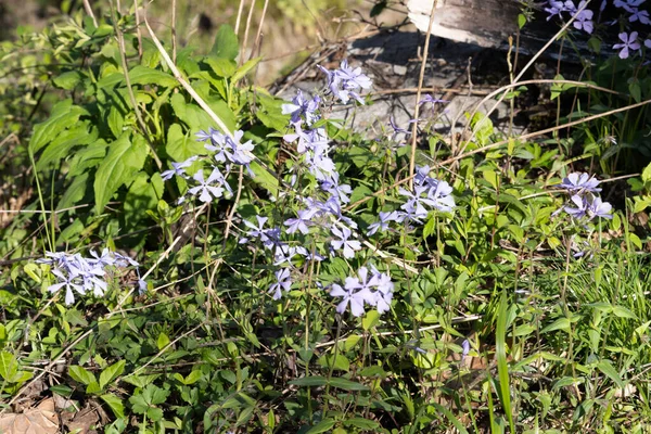 Ein Wilder Blauer Phlox Phlox Divaricata Garten — Stockfoto