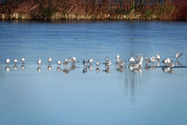 Troupeau Mouettes Flottant Sur Surface Lac Gelé — Photo