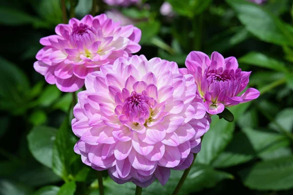 วอเตอร Dahlias ายก บดอกล าและม ดอกไม สองเท าเต ปแบบโดดเด วยดอกไม — ภาพถ่ายสต็อก