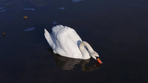 Closeup Shot White Swan Swimming Water — Stock Photo, Image