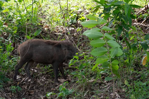 Face Droite Recherche Nourriture Sanglier Sus Scrofa Thaïlande — Photo