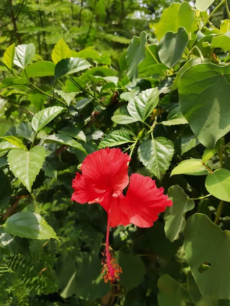Disparo Vertical Hibisco Resistente Floreciendo Jardín — Foto de Stock