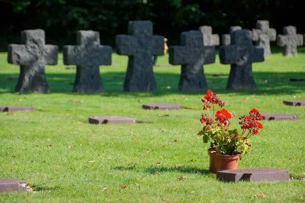 Fransa 'nın Normandiya kentindeki La Cambe Alman savaş mezarlığının yanındaki saksının seçici odak noktası.
