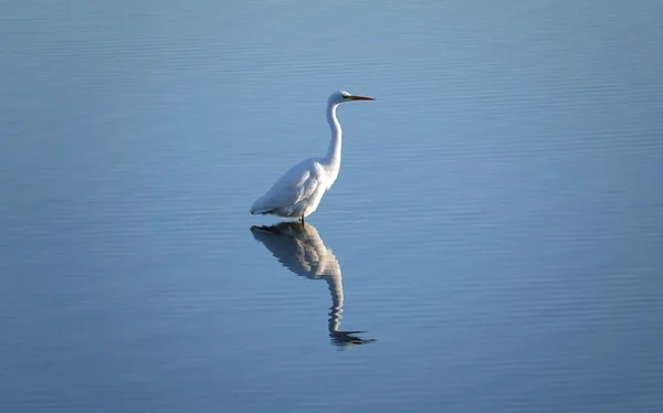 Beau Cliché Une Grande Aigrette Blanche Réfléchissant Sur Eau Bleue — Photo