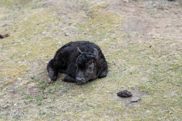 Una Oveja Bebé Negro Acostado Suelo Herboso Una Granja — Foto de Stock