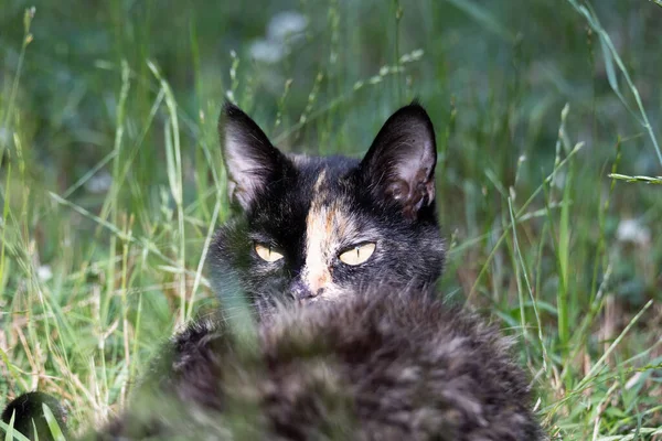 Selektiv Fokusbild Bedårande Calico Cat Ansikte Tittar Bakom Sin Lurviga — Stockfoto