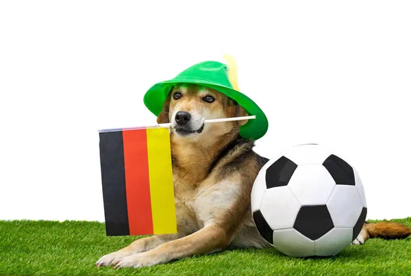 Портрет Собаки Тирольським Капелюхом Німецьким Прапором Футбольним Ячем — стокове фото