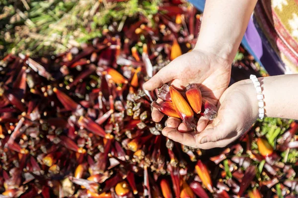 Kobieta Trzyma Orzechy Sosnowe Tle Zbiorów Szyszek Sosnowych Ręce Farmera — Zdjęcie stockowe