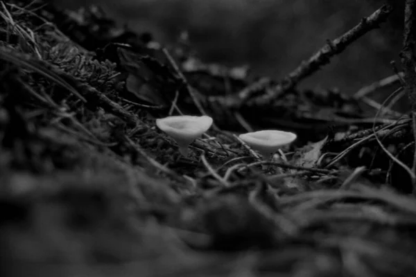 Uma Foto Tons Cinza Cogumelos Selvagens Floresta — Fotografia de Stock