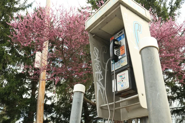 Una Cabina Telefonica Con Graffito Alberi Con Fiori Rosa Sullo — Foto Stock