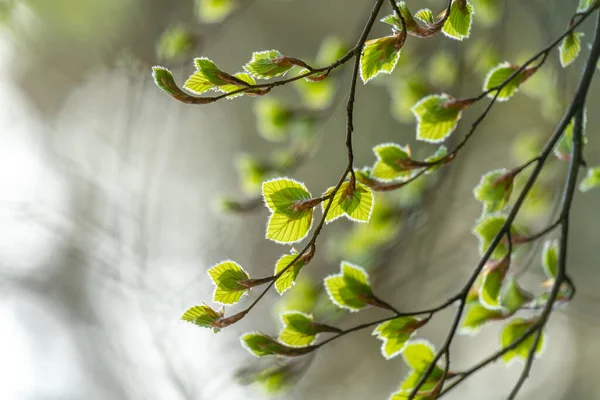 Ένα Κλαδί Από Πράσινα Φύλλα Οξιάς Φωτογραφημένο Στον Φωτεινό Ουρανό — Φωτογραφία Αρχείου