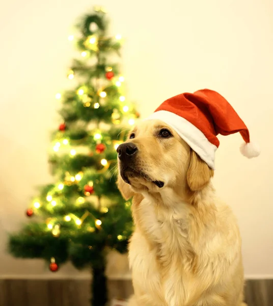 クリスマスツリーの背景を持つクリスマスの帽子をかぶったラブラドール犬の垂直ショット — ストック写真