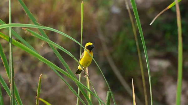 亚洲金黄色织女 黄花Ploceus 早上在草叶上栖息 — 图库照片